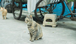 速看天气718吃瓜爆料,揭秘娱乐圈最新热点事件